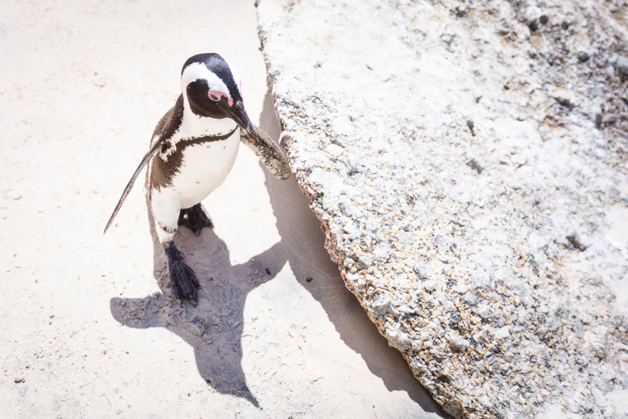 Pinguin am Boulders Beach