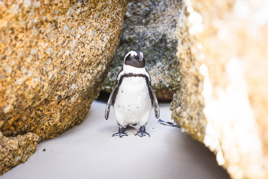Pinguin in Simons Town