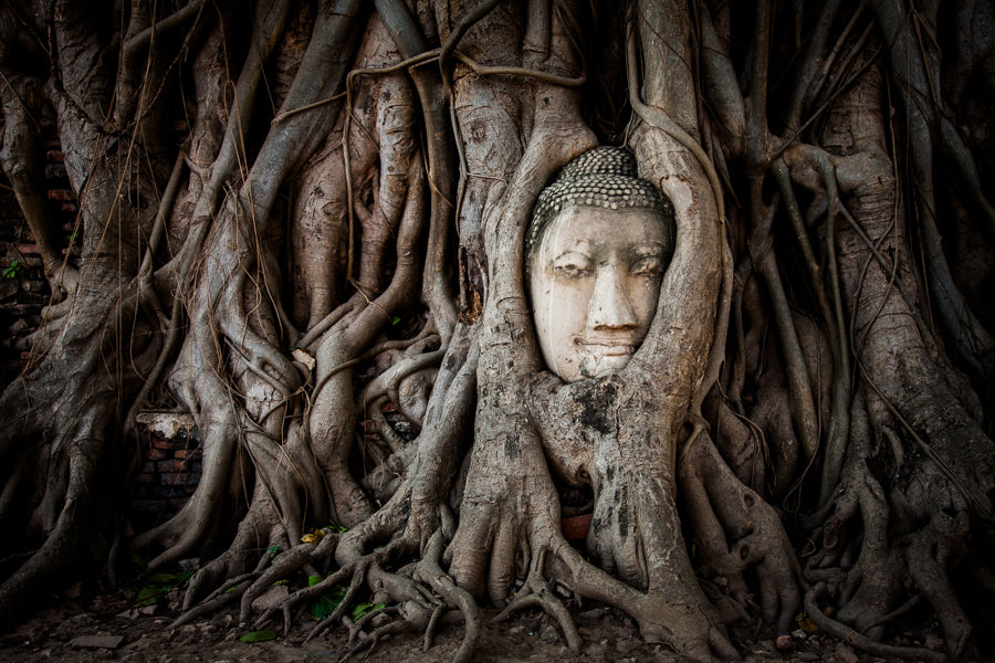 Buddhakopf in Ayutthaya