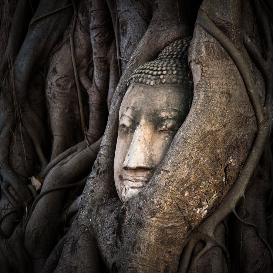 Der Buddhakopf in Ayutthaya